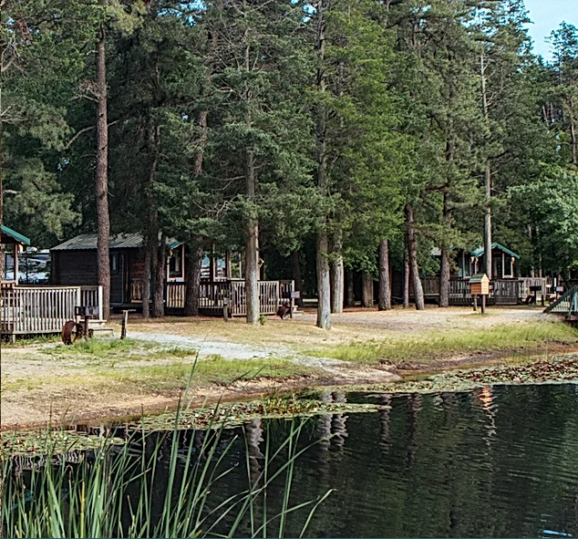 Rustic wooden cabins surrounded by tall pine trees line the edge of a calm lake, with a grassy area and a few benches near the shore.