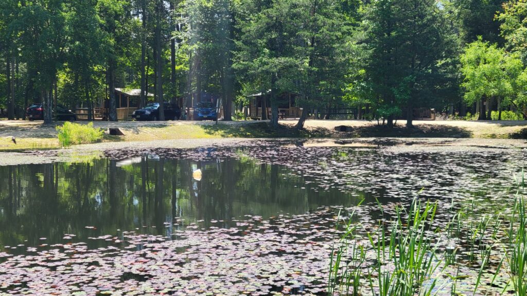 A calm pond with lily pads in the foreground reflects surrounding trees. Sunlight filters through the forest, and wooden cabins and parked cars are visible among the trees in the background.