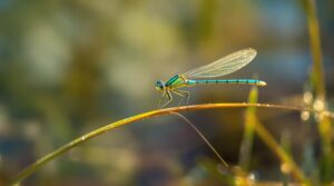 Eastern Forktail damselfly resting on a dewy grass blade near a clear stream in a pine barrens wetland, with soft morning light and blurred reeds in the background