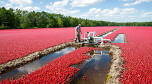 Flooded cranberry bog with floating red cranberries, a farm worker checking water recycling equipment, and forested background under cloudy sky.