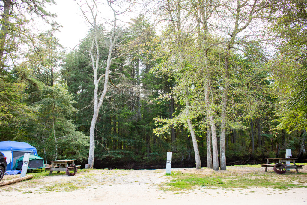 A campsite with picnic tables, fire rings, and a blue tent set up near tall trees and a wooded area in the background.
