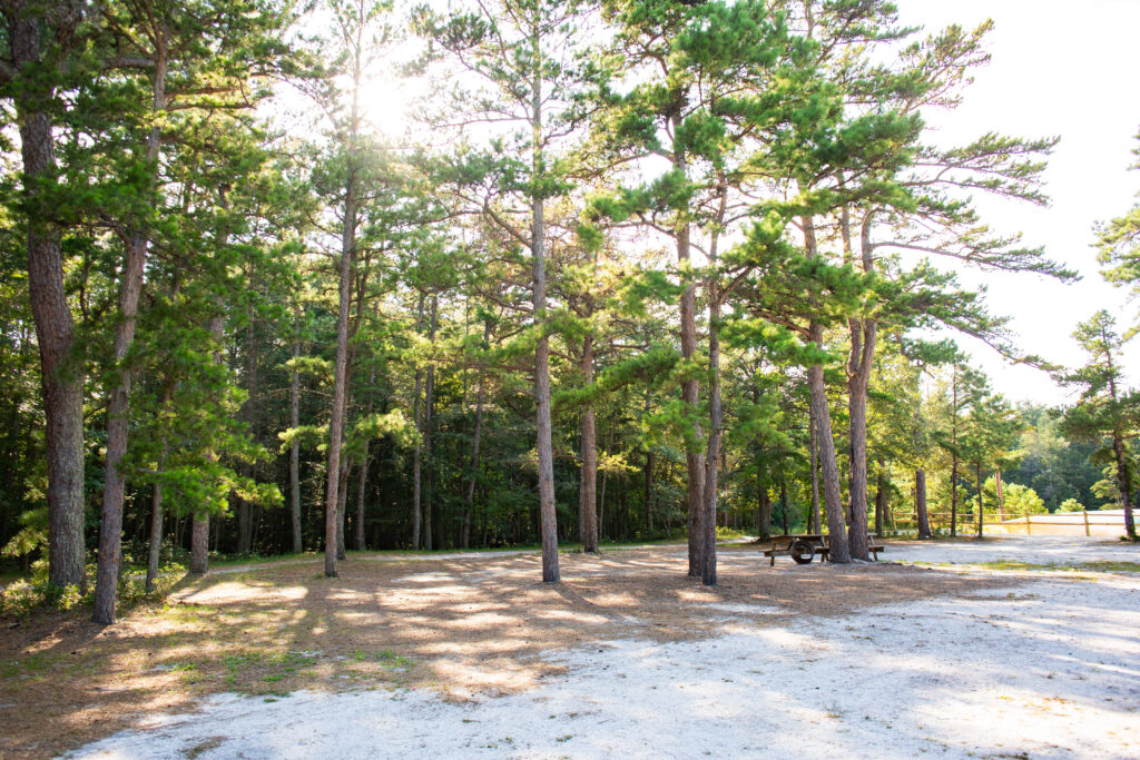 A sunlit forest clearing with tall pine trees, patches of sandy ground, and a picnic table in the background.