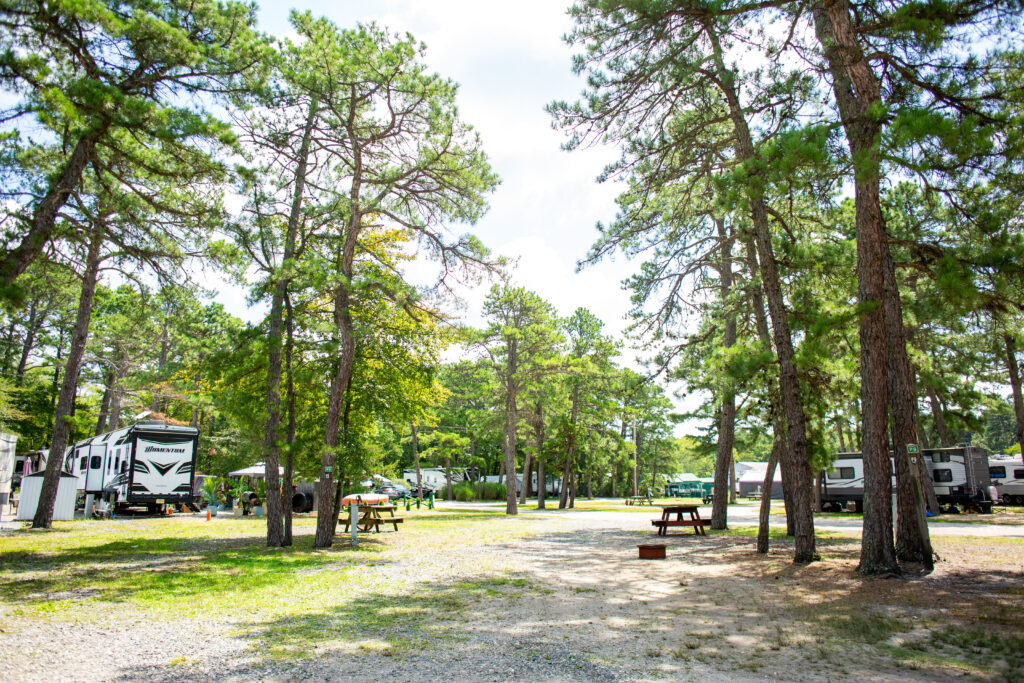 A sunny campground with RVs parked among tall pine trees, picnic tables, and gravel paths under a partly cloudy sky.