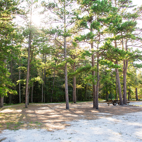 Sunlight filters through tall pine trees in a quiet, open clearing with a picnic table on a sandy patch of ground.