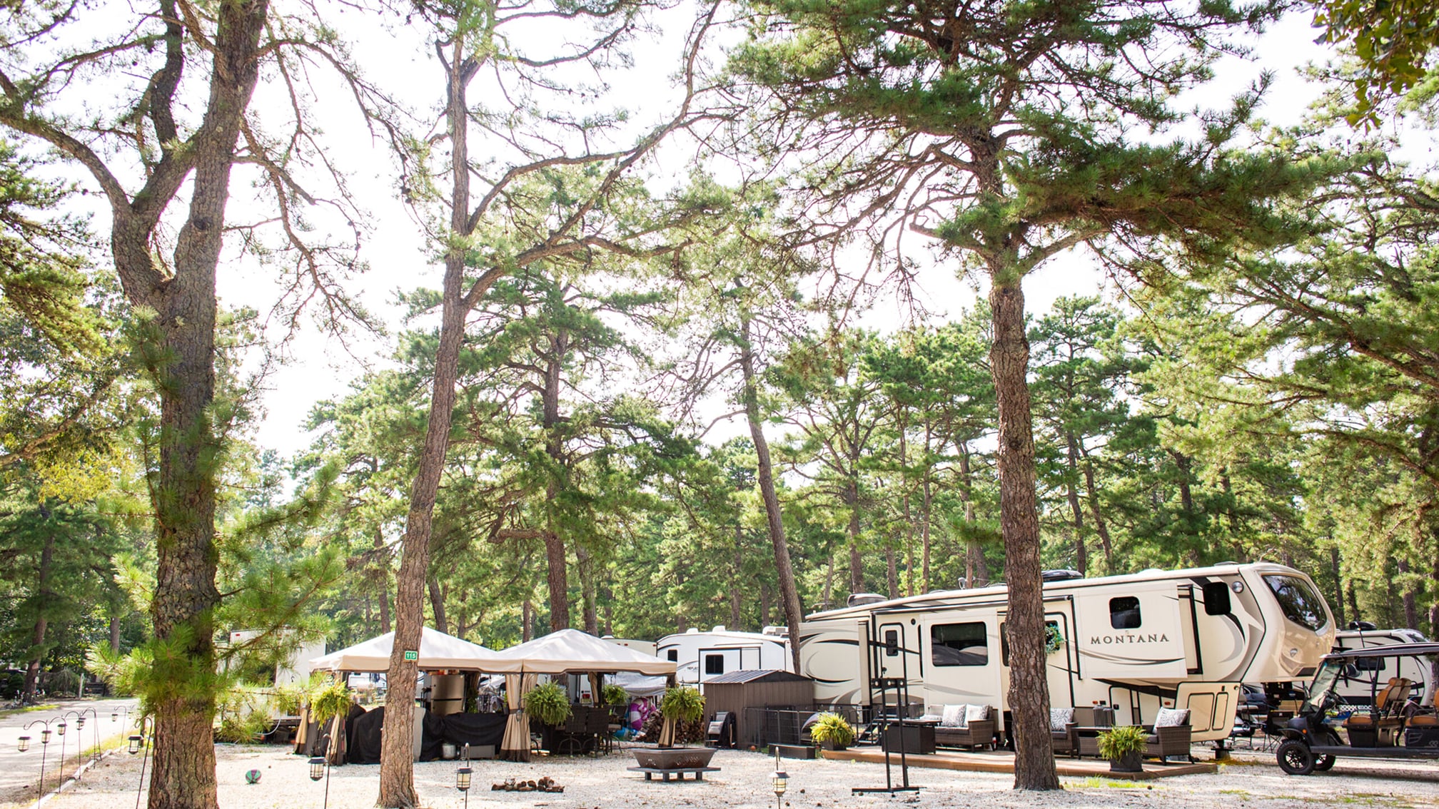 Two large RVs and several canopies are set up among tall pine trees in a wooded campground on a sunny day.